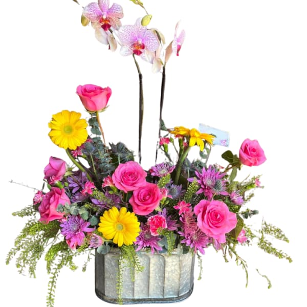 Orchid Splendor