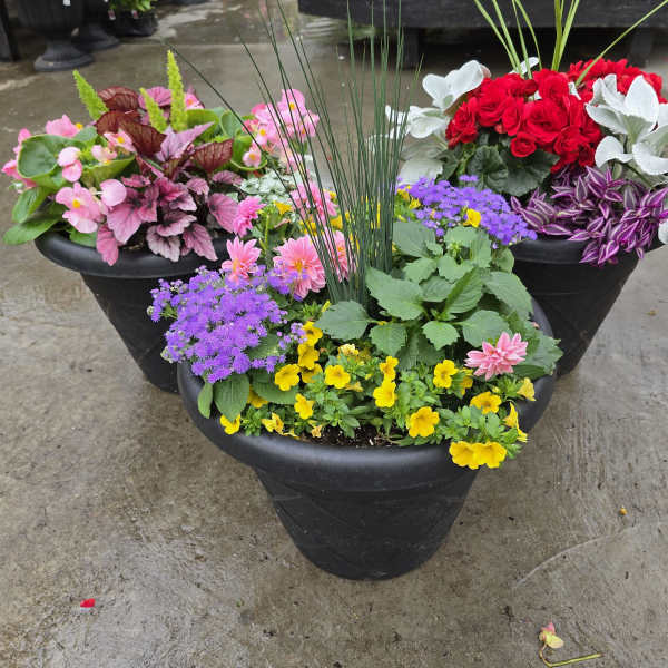 Colorful mixed potted flower arrangements in black planters