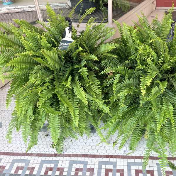Boston Ferns