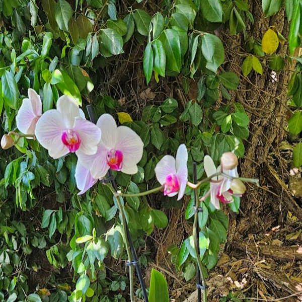 Blush Orchid Elegance