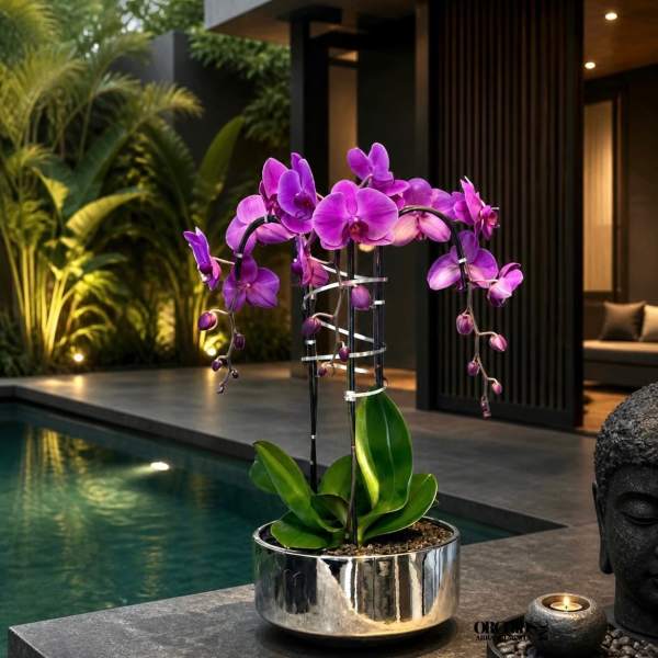 Dreamy Orchid Miami