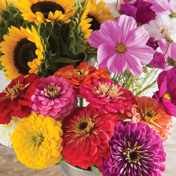 Bright mixed bouquet of zinnias and sunflowers in a metal container
