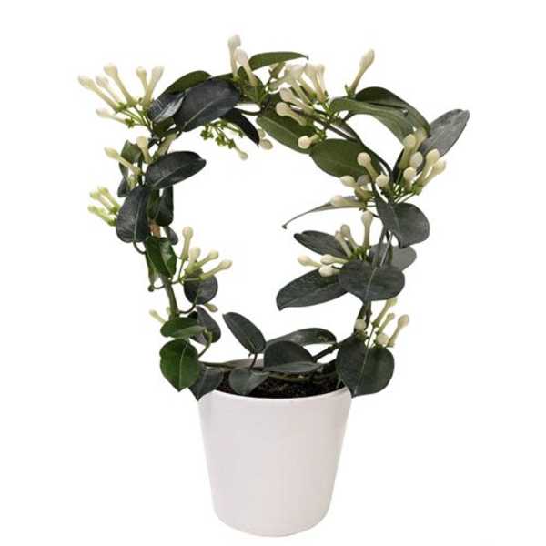 5" Stephanotis in Ceramic
