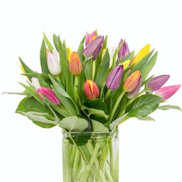 Colorful tulips arranged in a clear glass vase