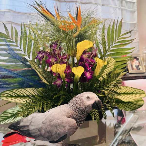 Tropical Luxe