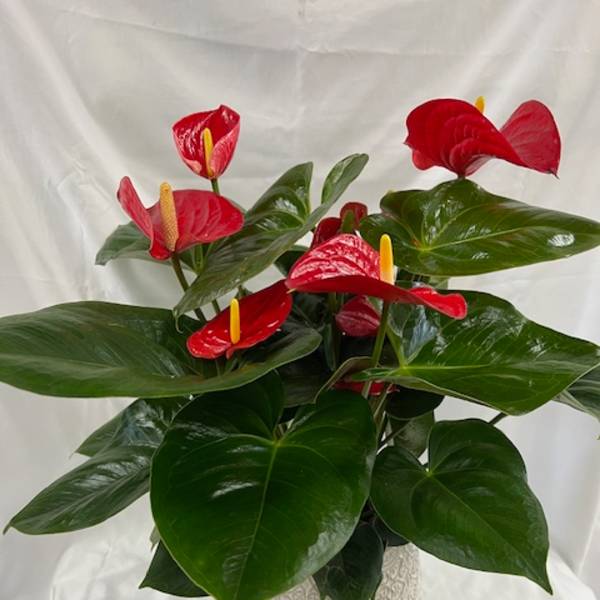 Potted anthurium plant with red blooms in a patterned ceramic pot