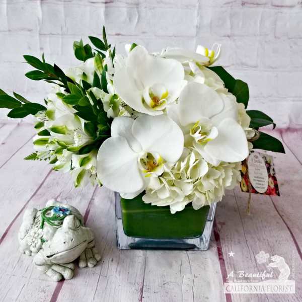 Serenity in White