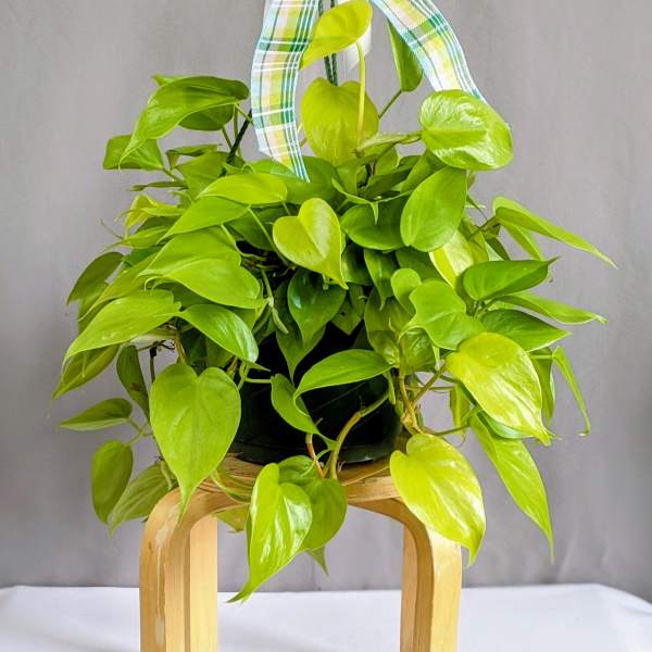 Neon Pothos - 8" Hanging Basket