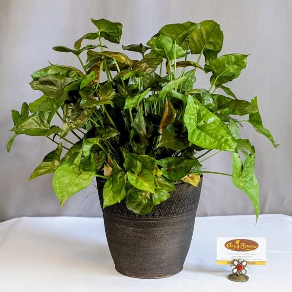 Simplistic Arrowhead - 6" Planter