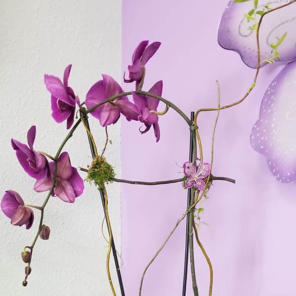 Orchid Plant Single Stem 0088
