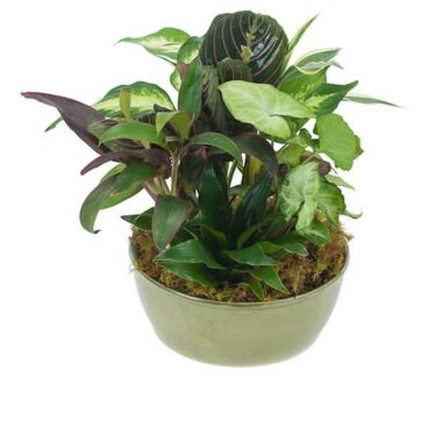Small Dish Garden