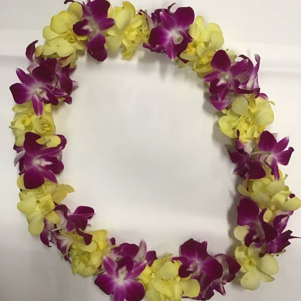 Lei 28