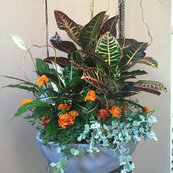 Potted Plant