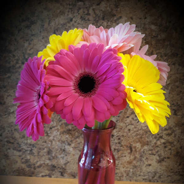 Pink and yellow gerbera daisies in a pink glass vase