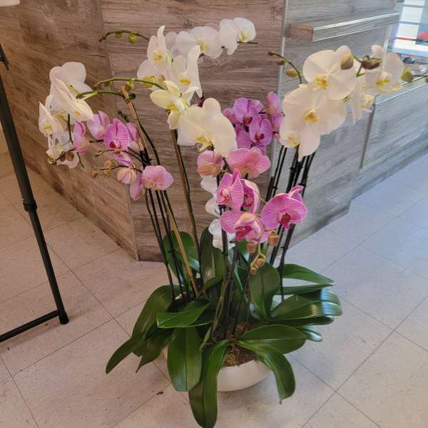 Orchids plants