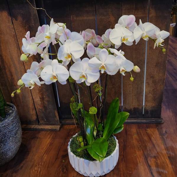 White orchid arrangement in a white planter