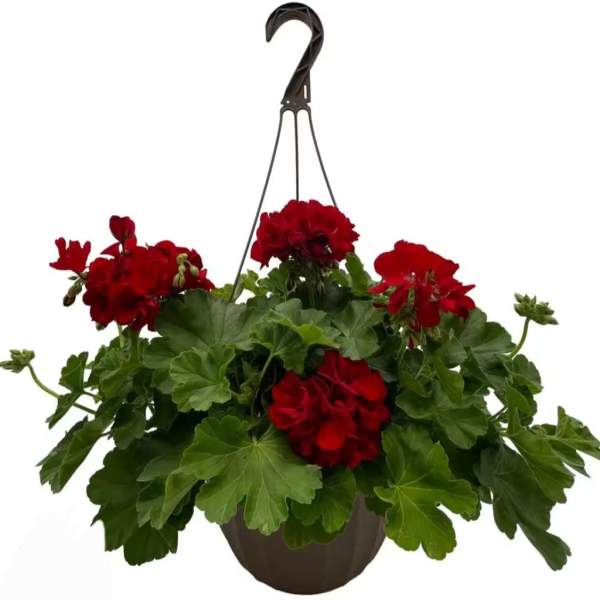 Hanging basket of red geranium flowers in a dark pot