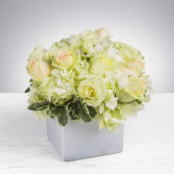 Cream roses and pale hydrangeas in a square white vase