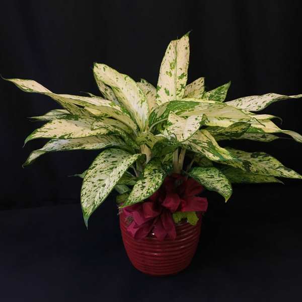 Exotic Potted Plant