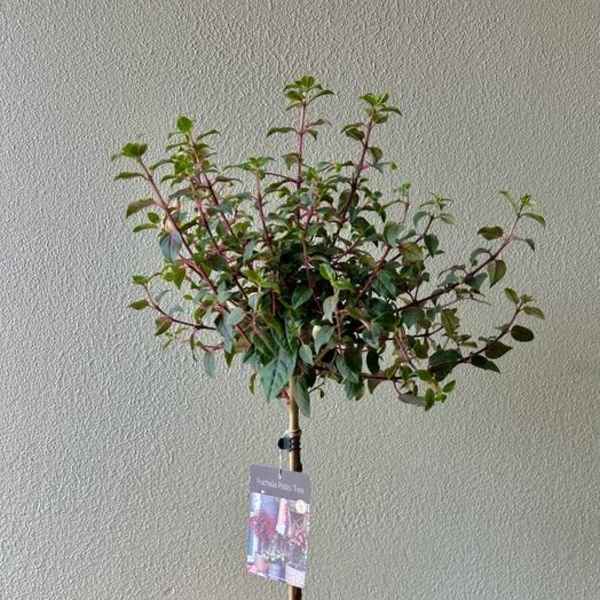 Fushia Tree