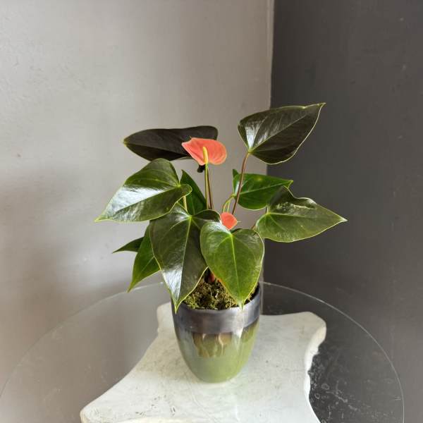 Anthurium in a green pot