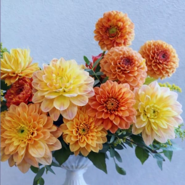 House of Dahlia
