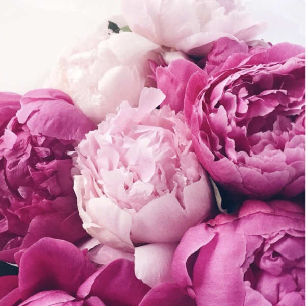 Wrapped bouquet of seasonal peonies.
