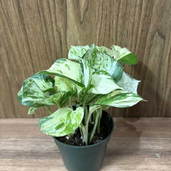 Variegated green-and-white potted plant in a plastic nursery pot