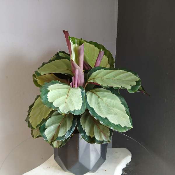 Potted calathea plant with variegated green leaves in a dark geometric pot