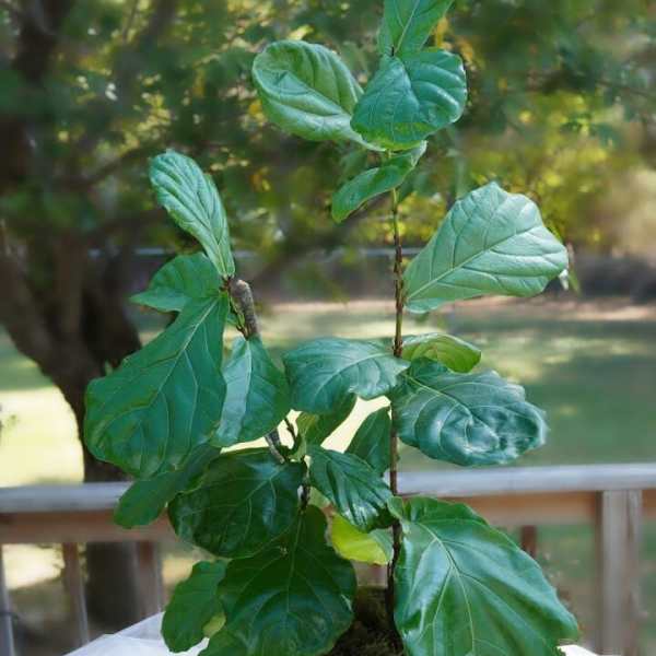 Potted fiddle leaf fig plant in a textured white container