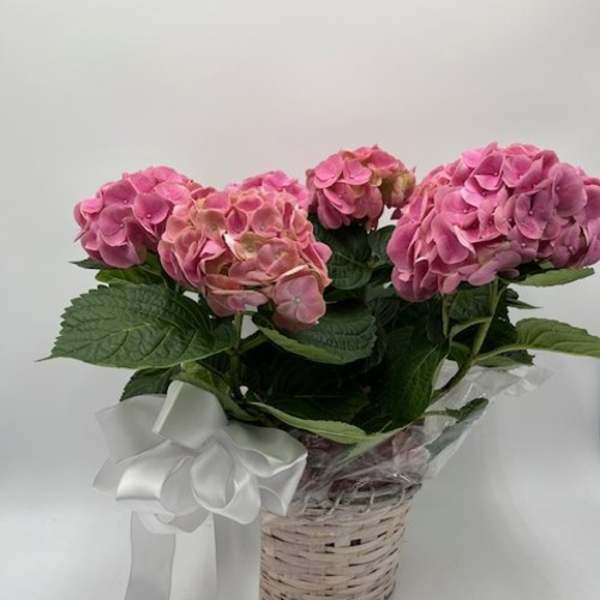 Pink hydrangeas arranged in a wicker basket with a white ribbon
