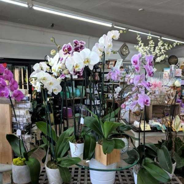 Potted orchids with white, pink, and purple blooms on a display table