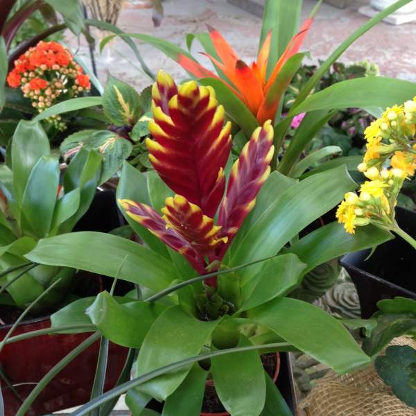 Plants
