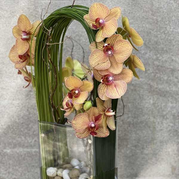 Orchid Olympus 2