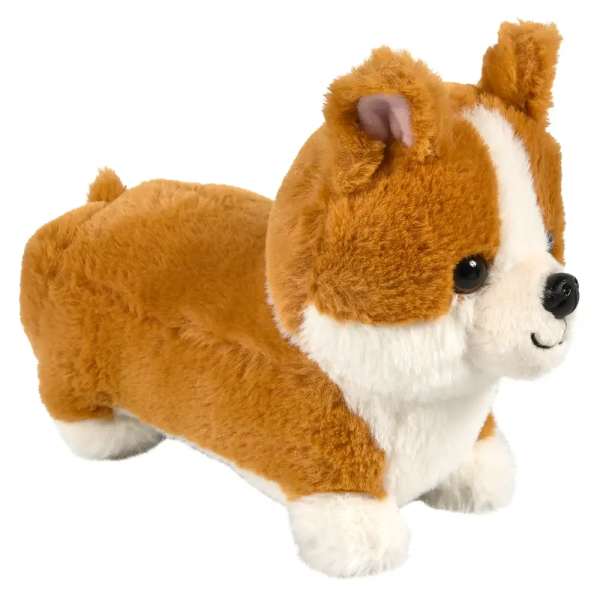 Cute Corgi