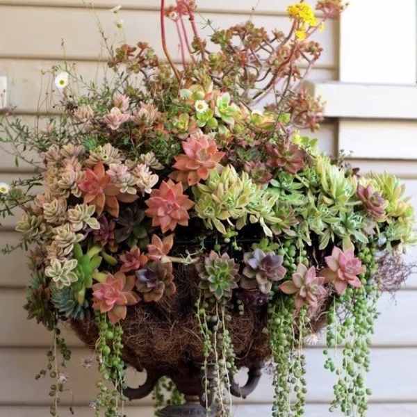 Succulent Creations