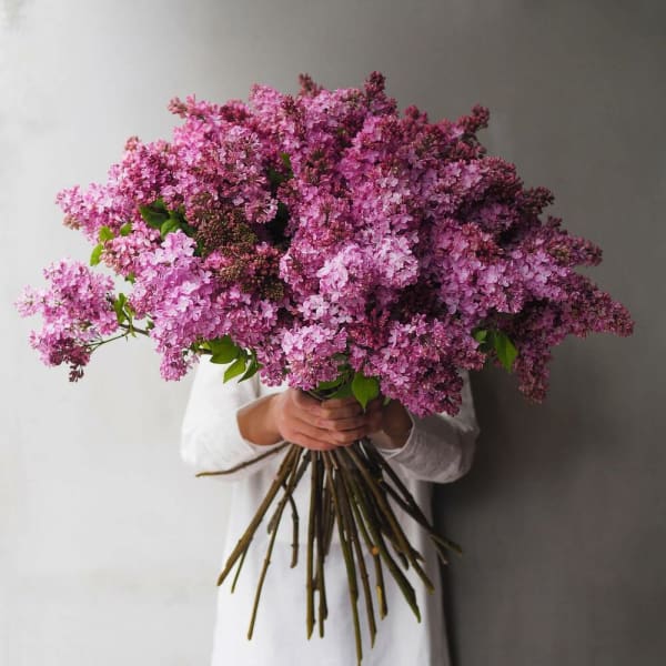 Large bouquet of pink lilac flowers held by a person in white