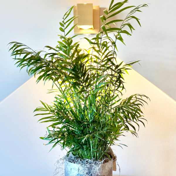 Neanthe Bella Palm