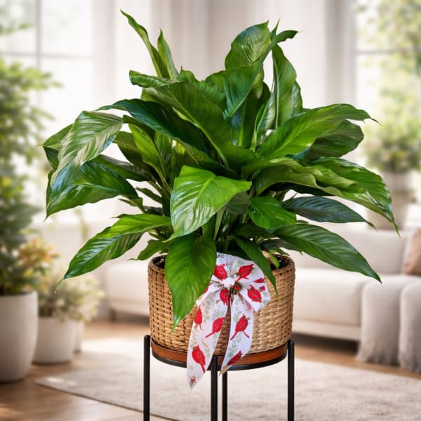 Peace Lily