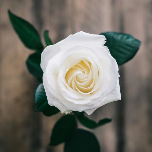 White Roses In A Vase