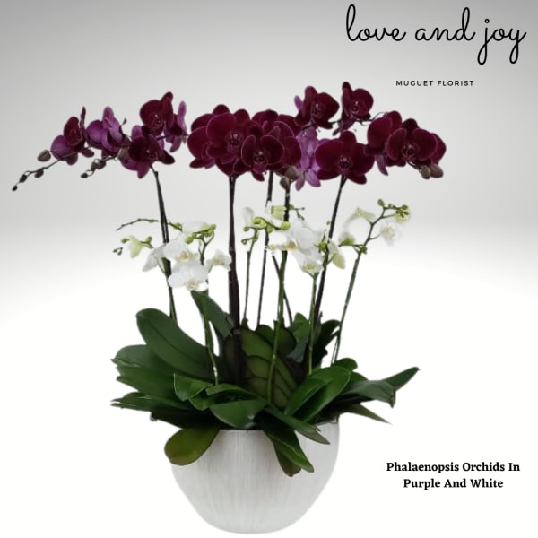Purple and white orchids arranged in a white pot