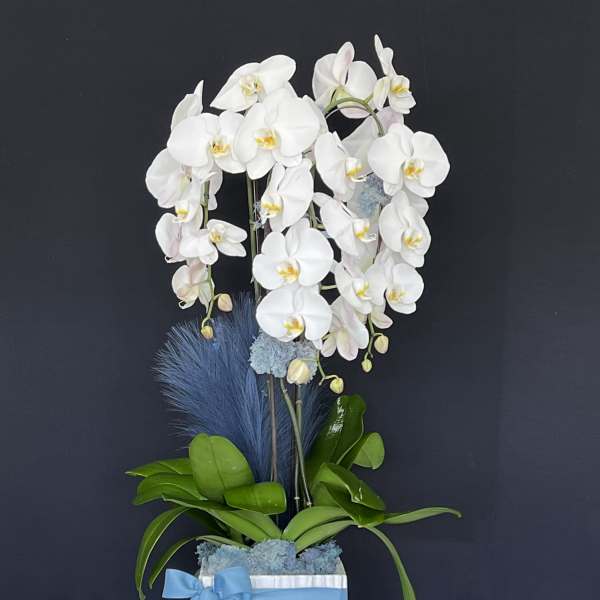 Orchid Baby Blue