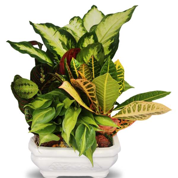 Mixed green and variegated foliage plants in a white rectangular ceramic planter
