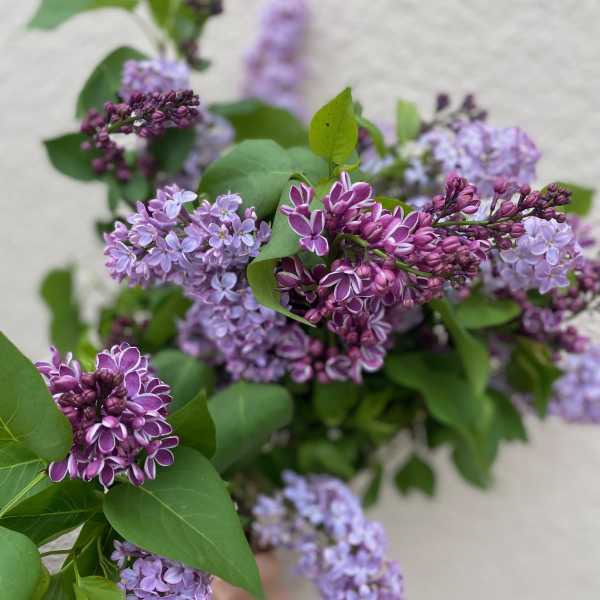 Lilac