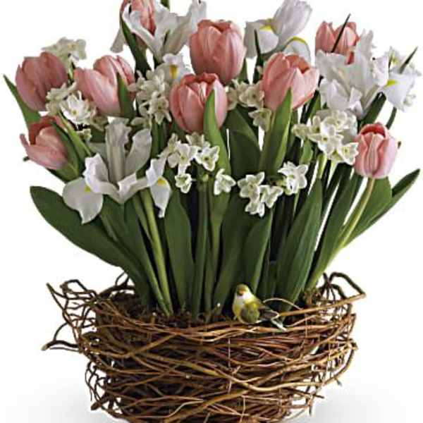 Tulip Song