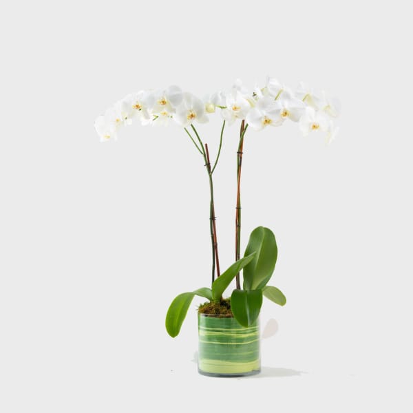 Opulent Orchids