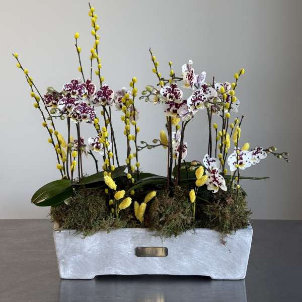 Orchid Meadow