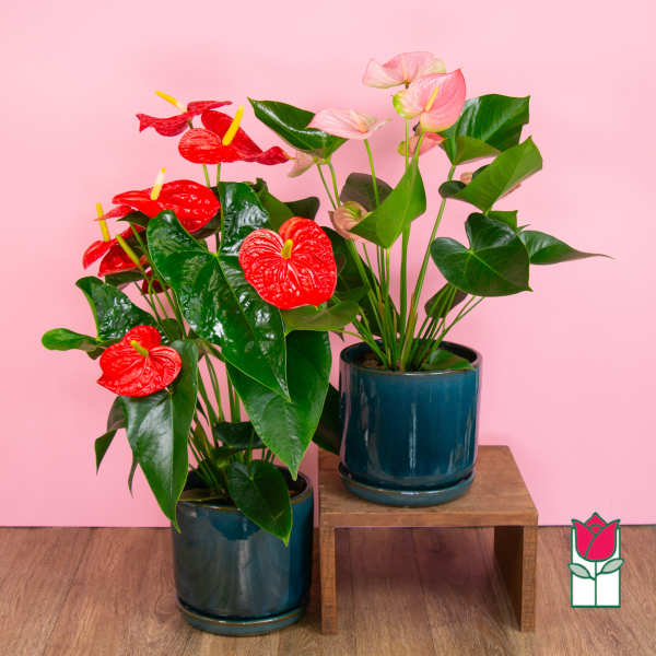 Beretania's Large Anthurium Plant (Seasonal Color Varies)