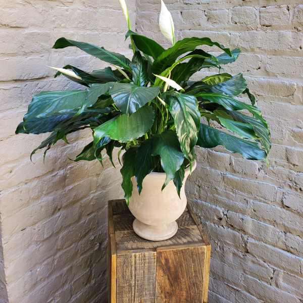 Potted Peace Lily Plant