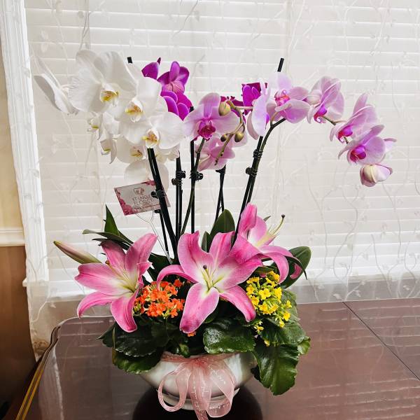 Trio Orchids